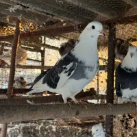 کفتر پرشی|پرنده|تالش, هشتپر|دیوار