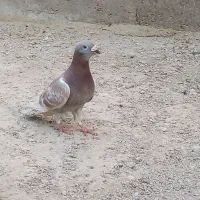 کبوتر پلاکی|پرنده|اهواز, اسماعیلیه|دیوار
