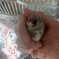 سهره. قناری گلبسر