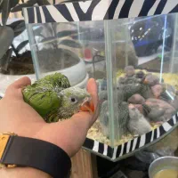 جوجه سرلاکی ملنگو (زیر قیمت همه جا) کاسکو شاه طوطی|پرنده|تهران, جیحون|دیوار