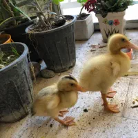 دو عدد جوجه اردک ۳۰۰