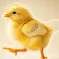 فروش جوجه گوشتی یه روزه