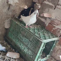 کبوتر گرفتنی