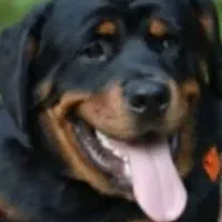 نگهداری از سگ