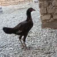 مرغ نسل بالا|حیوانات مزرعه|ایرانشهر, |دیوار