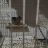 فنچ قناری سهره|پرنده|شیروان (خراسان), |دیوار