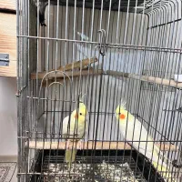 سه جفت عروس هلندی|پرنده|بندرعباس, |دیوار