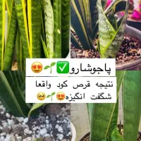 قرص کود ارگانیک