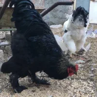 تخم نطفه دار برهما|حیوانات مزرعه|اردبیل, |دیوار