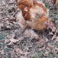 خروس ۶ ماهه امپراطور