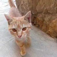گربه گمشده|حیوانات|تهران, تجریش|دیوار