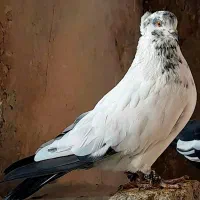 مفلق|پرنده|گلپایگان, |دیوار