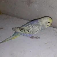 یک عدد مرغ عشق گم شده