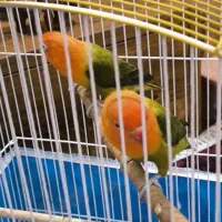 دو عدد طوطی برزیلی|پرنده|کرج, کوی زنبق|دیوار