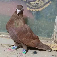 کبوتر رنگه کله سیاه طوقی سرخ دم سفید ساده|پرنده|تربتحیدریه, یحیی آباد|دیوار