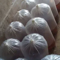 ماهی قرمز|ماهی|قم, آزادگان|دیوار