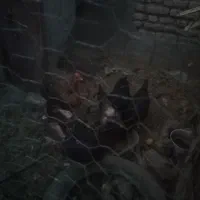 مرغ محلی تخم گذار