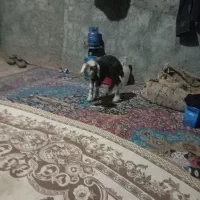 بره شیری|حیوانات مزرعه|فریدونشهر, |دیوار