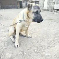 توله سرابی ۵ماه نر|سگ|چهارباغ, |دیوار