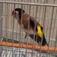 سهره یاغی مست