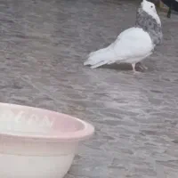 طوقی و دوکتی عتیقه