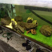 شیشه ی آکواریوم|ماهی|اصفهان, ارغوانیه|دیوار