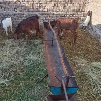 گوسفند|حیوانات مزرعه|مشهد, رباط طرق|دیوار