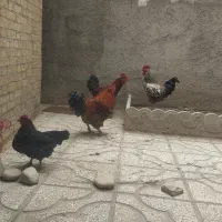 فروش خروس