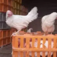 مرغ سفید تخم گزار حراج 120هزارتومن