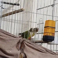 گرینچک یجفت مولدصدرصداناناسی