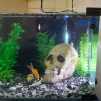 آکواریوم شیشه خم