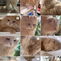 پرشین دال فیس|گربه|ابهر, |دیوار