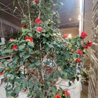 نیروی ظرفشور خانم در تفت