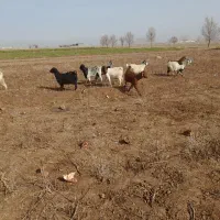 فروش بز|حیوانات مزرعه|باشتین, |دیوار