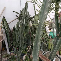 افوربیا اینجنس