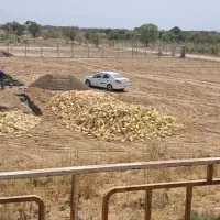500 متر زمین باغی مدارک کامل فقط 120 ملیون|فروش دفتر صنعتی، کشاورزی، تجاری|کرج, حاجی آباد|دیوار