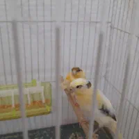 جوجه قناری|پرنده|مشهد, باغون آباد|دیوار