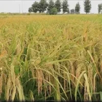 برنج محلی کاشت امسال