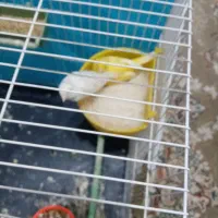 قناری|پرنده|بیرجند, |دیوار