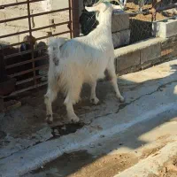 بز جوون دورگ سانن|حیوانات مزرعه|بهبهان, |دیوار