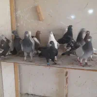 دسته کبوتر پلاکی رنگی نر|پرنده|شیراز, کرونی(خاتونک)|دیوار