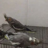 جوجه عروس هلندی|پرنده|یزد, |دیوار