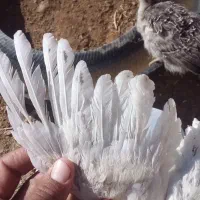 جوجه بوقلمون وجوجه مرغ کاکلی|حیوانات مزرعه|خواف, |دیوار