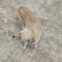 واگذاری سگ پا کوتاه