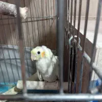 عروس هلندی سرلاکی