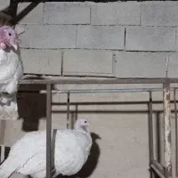 تخم بوقلمون آلبینو سفید تا تخفیف ویژه