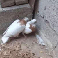 طوقی بی نقص