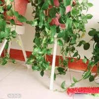 گل اپارتمانی|گل و گیاه طبیعی|اصفهان, سروستان|دیوار