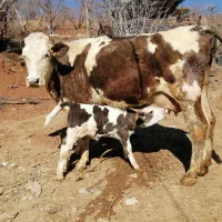 گاو مور سمینتال جوان با گوساله ماده