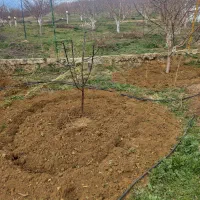 شخم زنی دور درخت وباغ